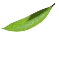 green leaf